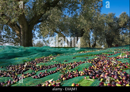 Italy, tuscany, olives on net Stock Photo