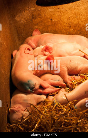 Piglets on top of each other keeping warm Stock Photo