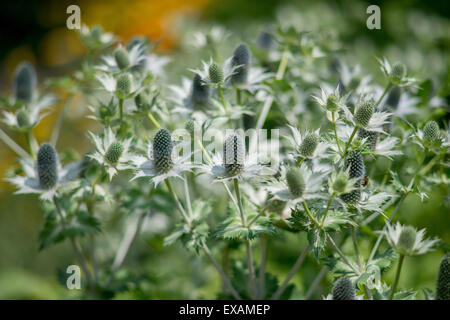 Eryngium giganteum Miss Willmott's ghost Stock Photo