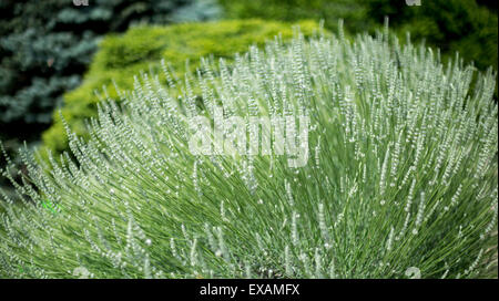 White lavender shrub in full bloom Lavandula angustifolia edelweiss Stock Photo