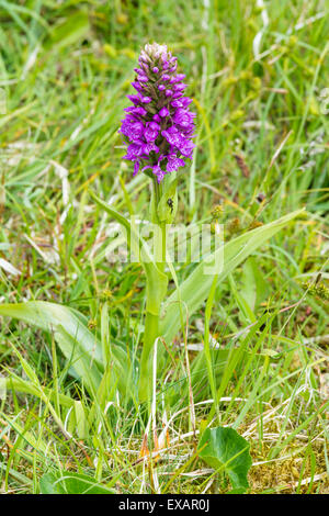 Northern Marsh Orchid - Dactylorhiza purpurella, Stock Photo