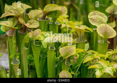 Carnivorous pitcher plant Sarracenia oreophila Stock Photo