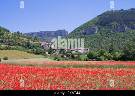 A field of red poppies near the village of Massebiau in the Dourbie valley near Millau, France, Europe Stock Photo