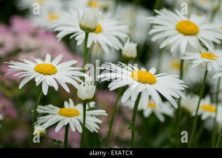 Leucanthemum superbum Shasta daisy daisies in full bloom Stock Photo