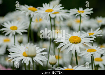 Leucanthemum superbum Shasta daisy daisies in full bloom Stock Photo
