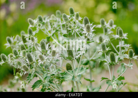 Eryngium giganteum Miss Willmott's ghost Stock Photo