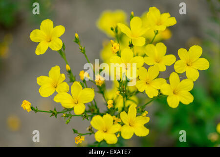 Linum flavum golden yellow flax flowers close up Stock Photo