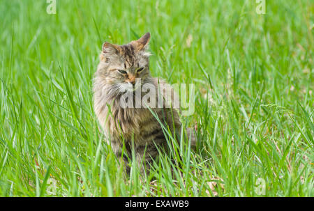 Siberian cat sitting in spring grass Stock Photo