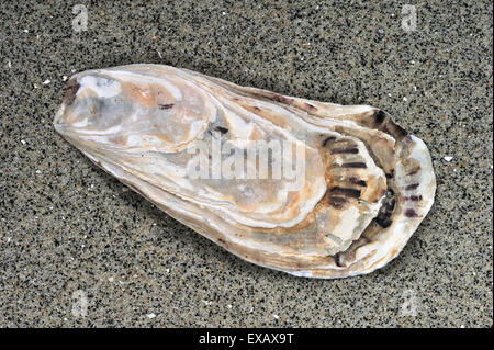 Pacific oyster / Japanese oyster / Miyagi oyster (Crassostrea gigas) shell washed on beach along the North Sea coast Stock Photo