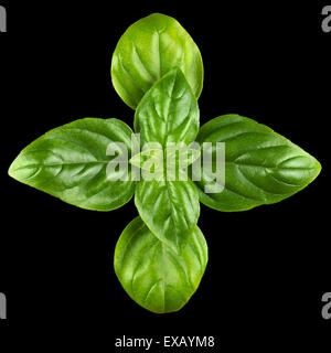 Young Sweet Basil leaves. Macro photo from above on black background. Stock Photo