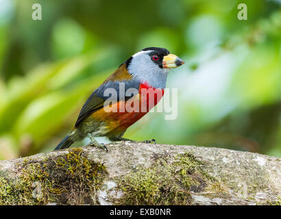 A colorful Toucan Barbet (Semnornis ramphastinus) on a tree branch. Mindo Ecuador. Stock Photo