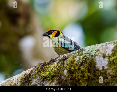 A colorful Flame-faced Tanager (Tangara parzudakii) on a tree. Mindo, Ecuador. Stock Photo