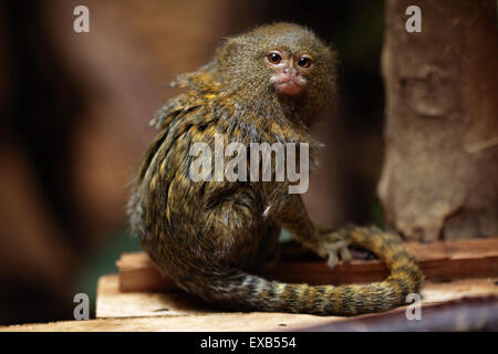 Pygmy marmoset (Cebuella pygmaea) at Usti nad Labem Zoo in North Bohemia, Czech Republic. Stock Photo