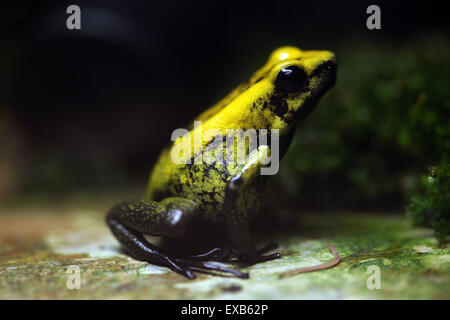 Golden poison frog (Phyllobates terribilis), also known as the golden dart frog at Usti nad Labem Zoo, Czech Republic. Stock Photo
