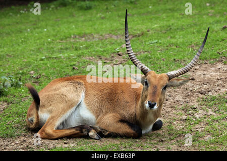 Kafue lechew (Kobus leche kafuensis), also known as the Kafue Flats lechwe at Usti nad Labem Zoo, North Bohemia, Czech Republic. Stock Photo