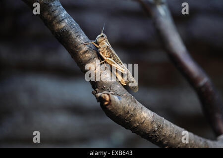 Desert locust (Schistocerca gregaria) at Usti nad Labem Zoo in North Bohemia, Czech Republic. Stock Photo