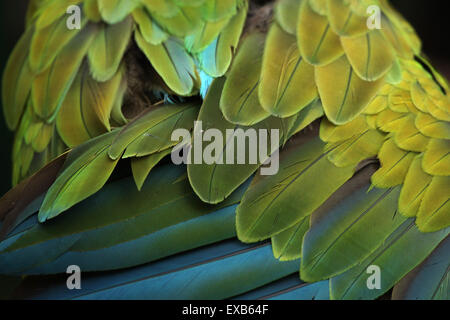 Great green macaw (Ara ambiguus), also known as the great military macaw or Buffon's macaw. Plumage texture. Wildlife animal. Stock Photo