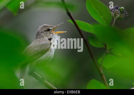 Singing Blyth's reed warbler Stock Photo