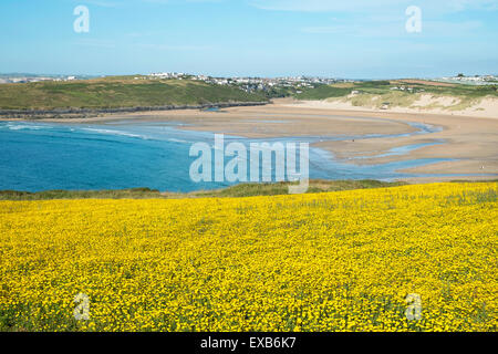 Corn marigolds in bloom overlooking Crantock Bay near Newquay in Cornwall, UK Stock Photo