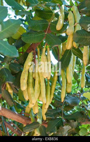 Close-up of the unripe seed pods of a carob tree, Ceratonia siliqua. Ripe, dried pods are often ground to carob powder which is Stock Photo