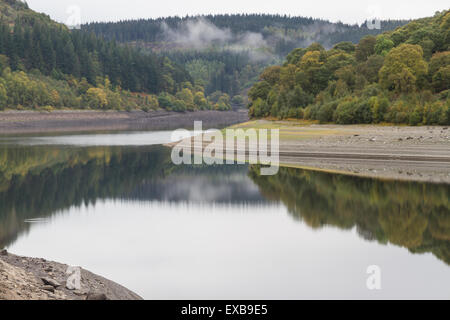 Conifer Trees on hill, reflected in water. United Kingdom. Stock Photo