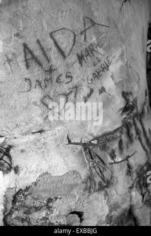 Messages of love carved in bark of tree, Athens, Greece Stock Photo