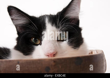 kitten sitting in trug basket Stock Photo