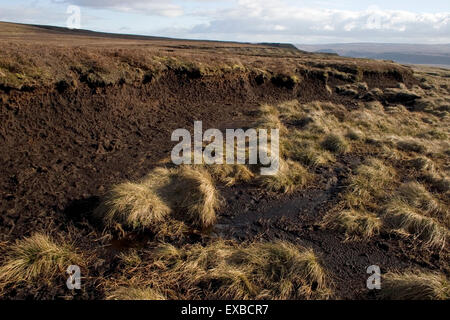 peat, Forest in Teesdale, County Durham Stock Photo