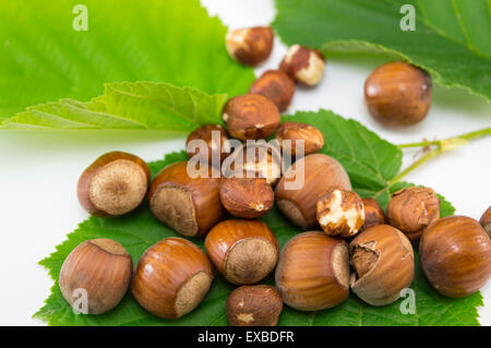 Raw hazelnuts on a green leaf in the shell and with broken shells Stock Photo