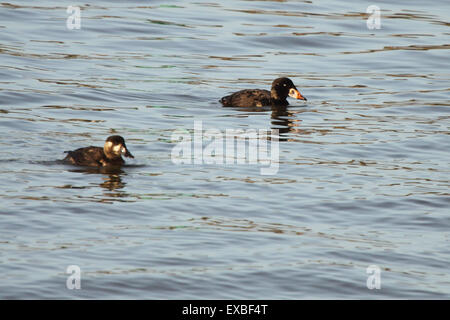 A pair of Surf Scoters on the Pacific Ocean. Stock Photo