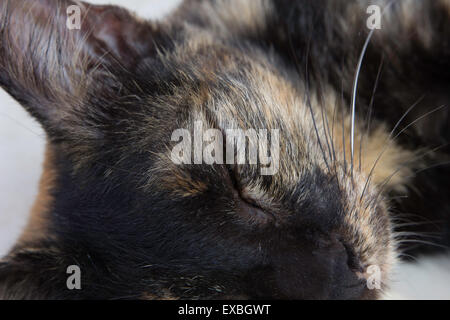 playful, portrait, purebred, pet, pedigreed, paw, pedigree, puss, shorthair, whiskers, young, veterinarian, tabby, spot, striped Stock Photo