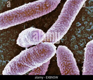 Escherichia coli bacteria, coloured scanning electron micrograph (SEM ...