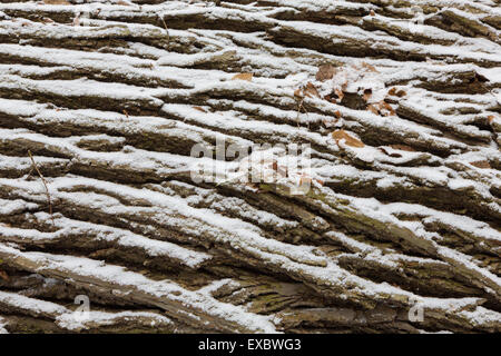 Old oak bark in snow with some dry leaves background Stock Photo