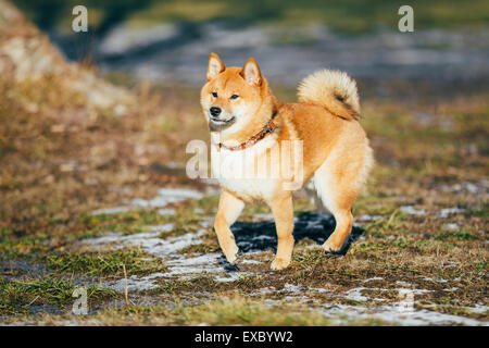 Beautiful Young Red Shiba Inu Puppy Dog Staying Outdoor In Spring Stock Photo