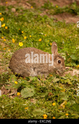 Rabbit Oryctolagus Cunniculus Eating Grass Stock Photo - Alamy