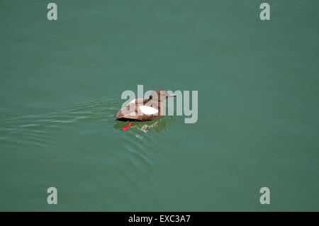 Black Guillemot swimming in Portpatrick Harbour Stock Photo