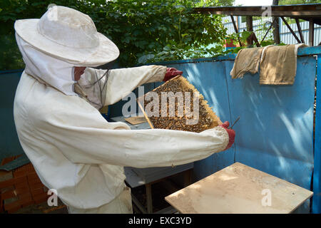 One beekeeper looks at the frame with bees that he took from the beehive Stock Photo