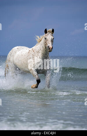 Horse Appaloosa galloping in ocean surf, Pacific ocean, British Columbia Stock Photo