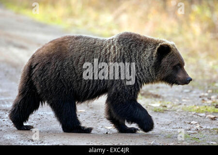 Grizzly Bear, young adult, three years old, crossing forest road Stock Photo