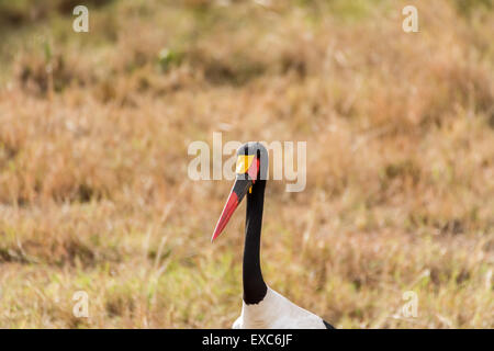 Saddle-billed stork (Ephippiorhynchus senegalensis) portrait close-up, Masai Mara, Kenya Stock Photo