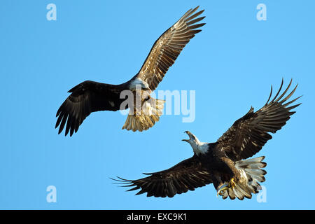 American Bald Eagle's Battle in air Stock Photo