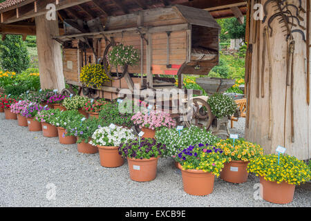 Arrangement of multicolor petunias in the flower pots Arboretum Wojslawice Lower Silesia Poland Stock Photo