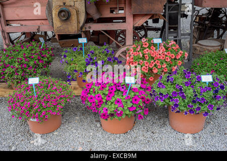 Arrangement of multicolor petunias in the flower pots Arboretum Wojslawice Lower Silesia Poland Stock Photo