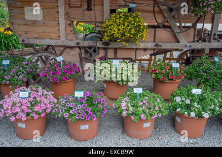 Arrangement of multicolor petunias in the flower pots Arboretum Wojslawice Lower Silesia Poland Stock Photo