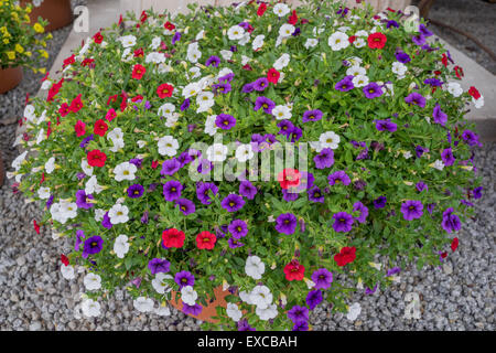 Arrangement of  blooming multicolor petunias in the flower pot Stock Photo