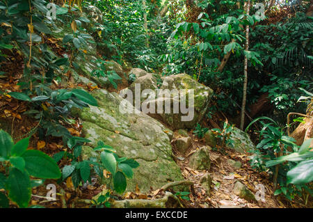 rainforest in Malaysia, photo is taken at pulau timan. Stock Photo