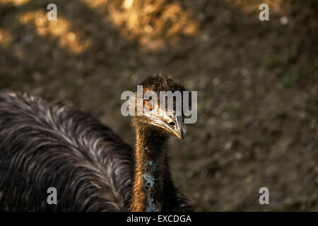 Black Emu (Dromaius novaehollandiae) curious staring on blurred background with golden light. Stock Photo