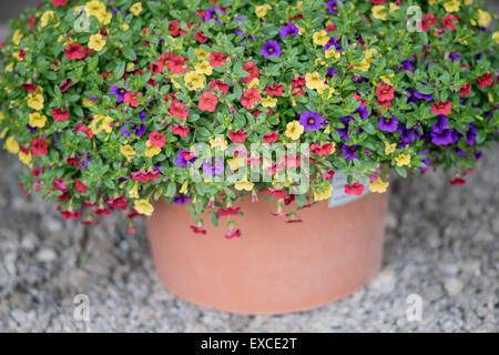 Arrangement of  blooming multicolor petunias in the flower pot Stock Photo