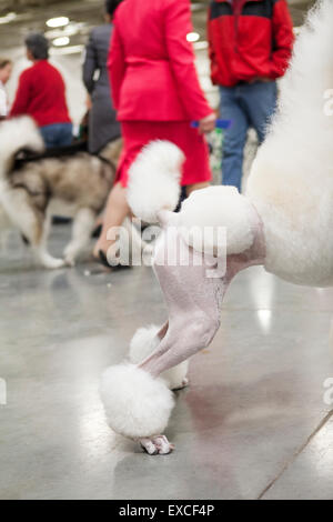 The back end of a groomer white standard poodle on the floor of a dog show. Stock Photo