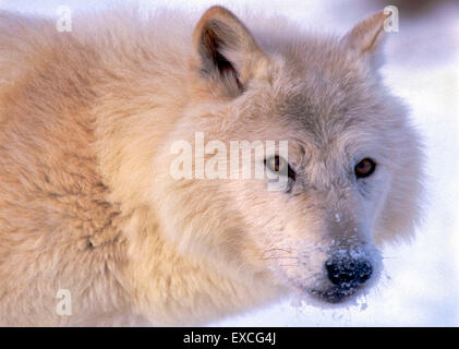 Arctic Wolf watching, portrait closeup Stock Photo